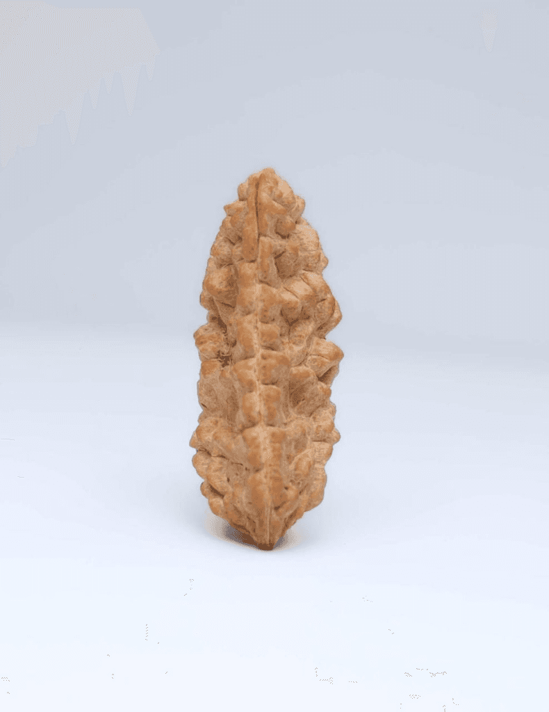 1 Mukhi (Ek Mukhi) Rudraksha