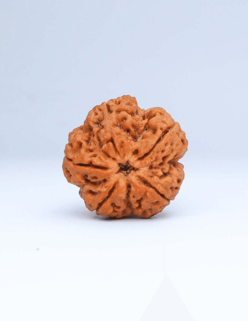 11 Mukhi Nepal Rudraksha